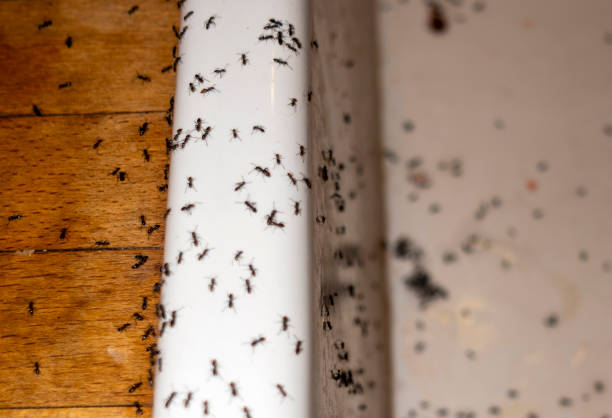 Best Wasp Removal Services  in Mickleton, NJ