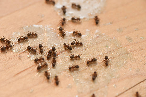 Trusted Mickleton, NJ Pest Control Experts
