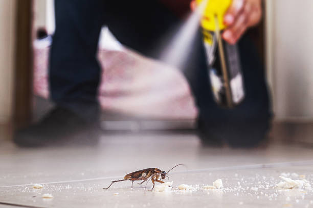 Spider Control Near Me in Mickleton, NJ