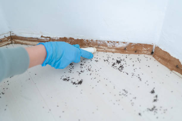 Best Termite Control Services  in Mickleton, NJ